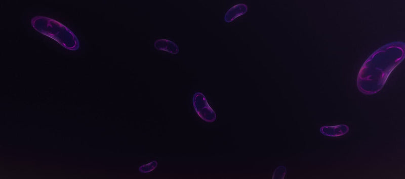 Thumbnail for 7 things you (probably) didn’t know about mitochondria
