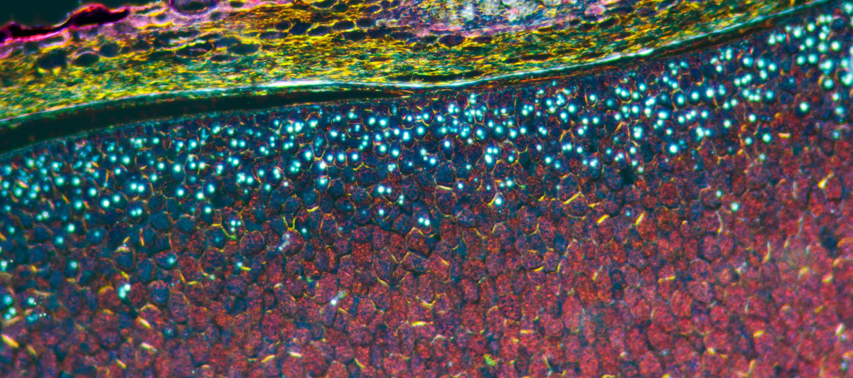 90 days of cell activity