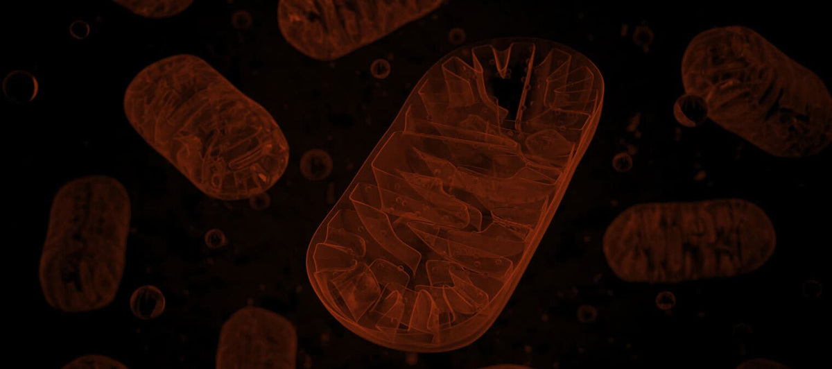 ATP synthesis: what is ATP & how does your body make it?