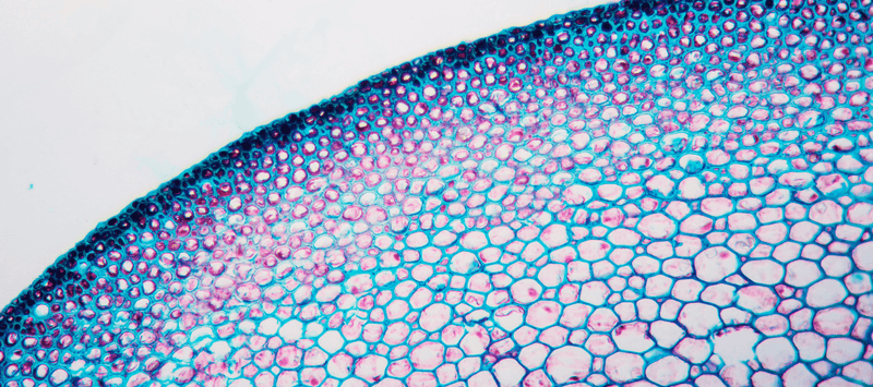 Thumbnail for How to support your skin cells