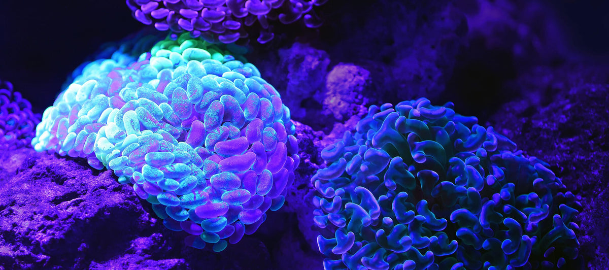 Mitochondria: what are they and why are they important?