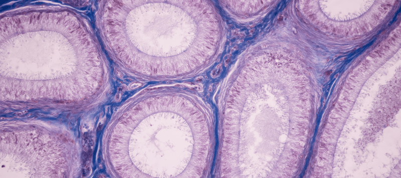 Thumbnail for Mitochondrial Health: The Ultimate Guide to Unlocking Longevity