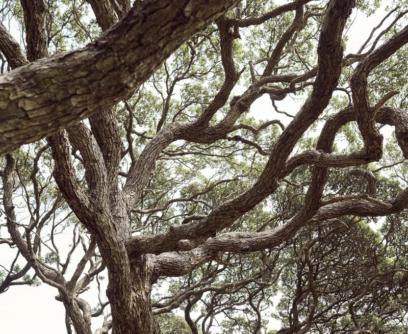 Thumbnail for Respiratory health and how MitoQ helps