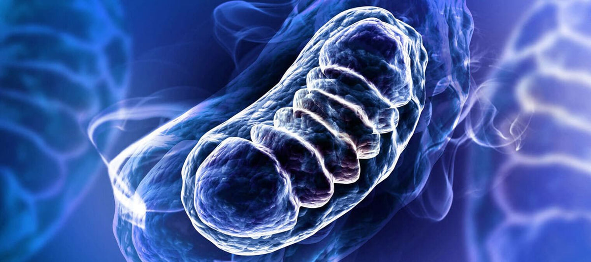 Ubiquinol vs CoQ10: how are they different?